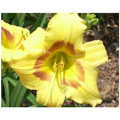 Hemerocallis Hazel