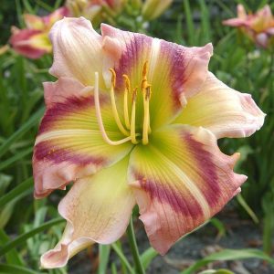 Hemerocallis Heavenly Pink Butterfly - Sásliliom