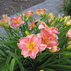 Hemerocallis Heavenly Pink Fang