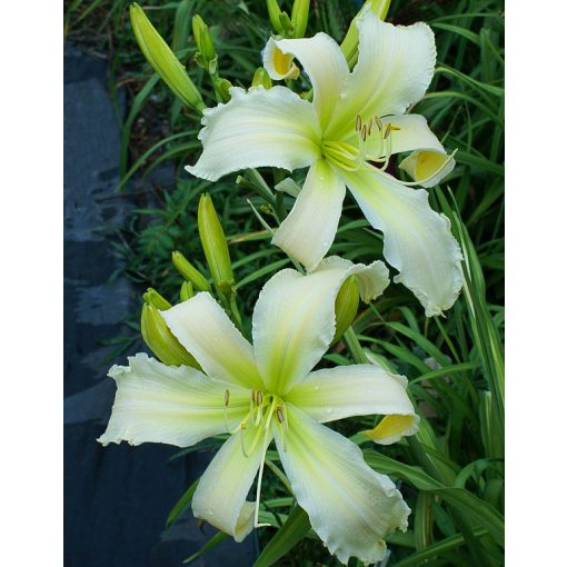 Hemerocallis Heavenly White Lightning - Sásliliom