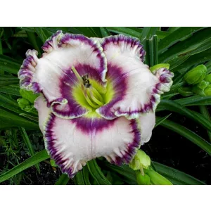 Hemerocallis Here Lies Butch