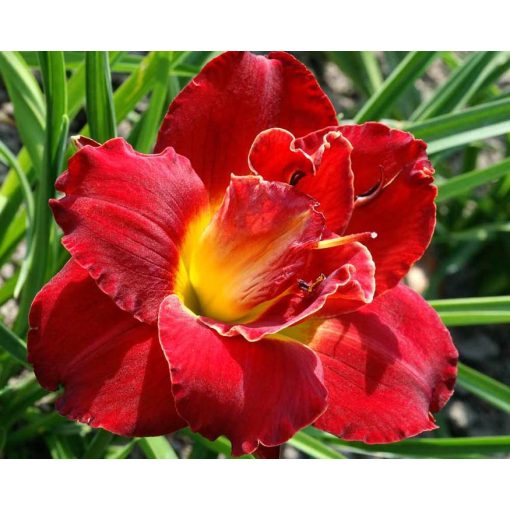 Hemerocallis Highland Lord - Sásliliom