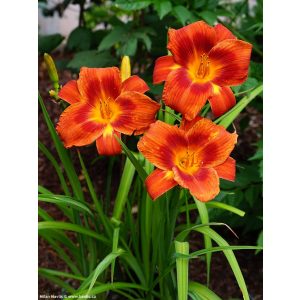 Hemerocallis Holiday Delight