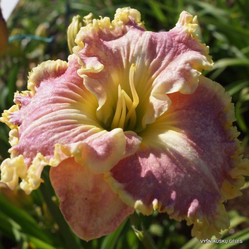 Hemerocallis Icecycles - Sásliliom