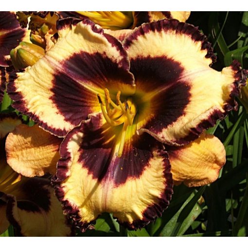 Hemerocallis Intarsia Of Ebony - Sásliliom