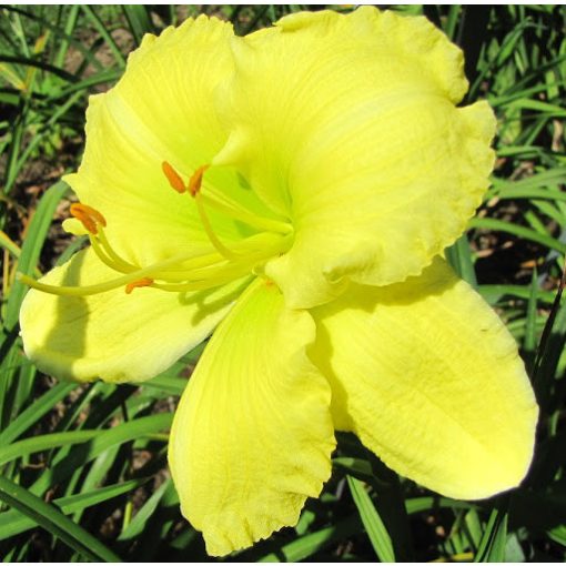 Hemerocallis Irish Evy - Sásliliom