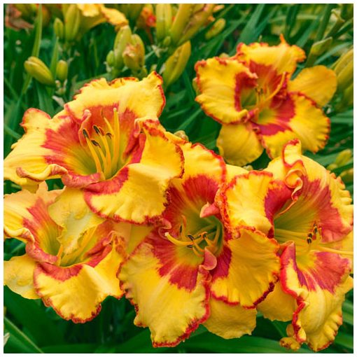 Hemerocallis Irresistable Charm