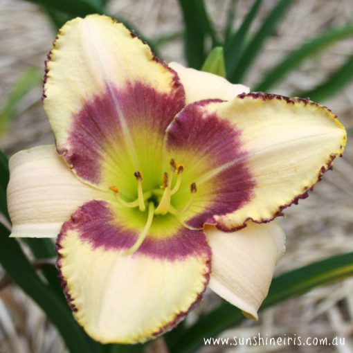 Hemerocallis Islesworth - Sásliliom