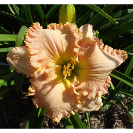 Hemerocallis Jacqueline Kennedy Onassis - Sásliliom