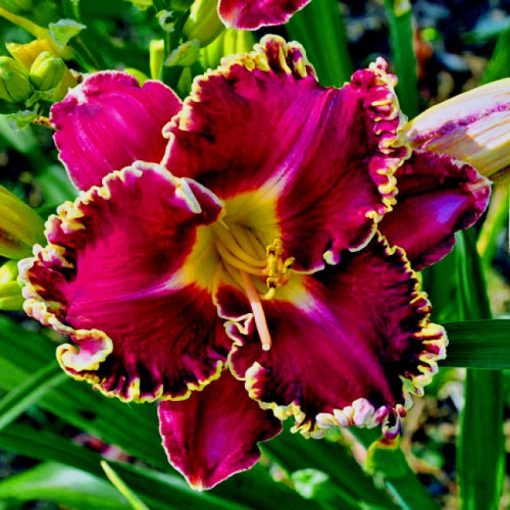 Hemerocallis Jane Mahan - Sásliliom