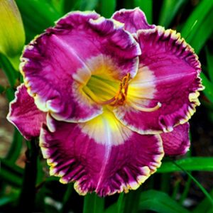 Hemerocallis Jennifer Trimmer - Sásliliom