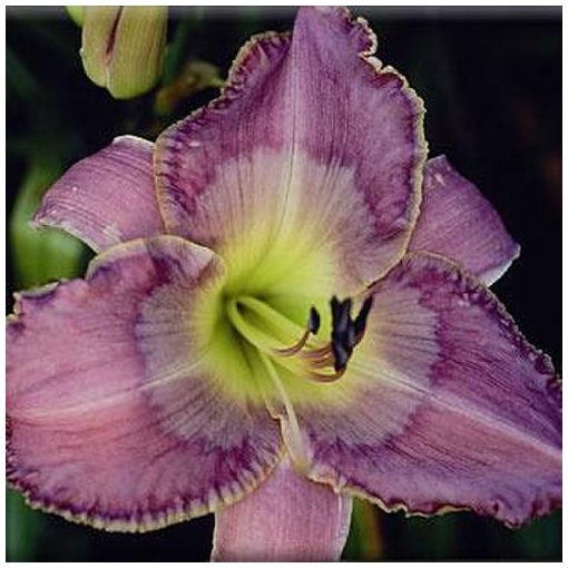 Hemerocallis Jenny Butterfield - Sásliliom