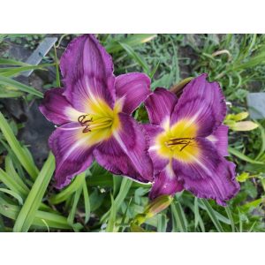 Hemerocallis Jerry Hyatt - Sásliliom