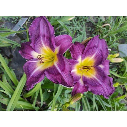 Hemerocallis Jerry Hyatt - Sásliliom