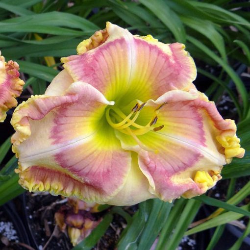 Hemerocallis Jessica Lynn Bell - Sásliliom