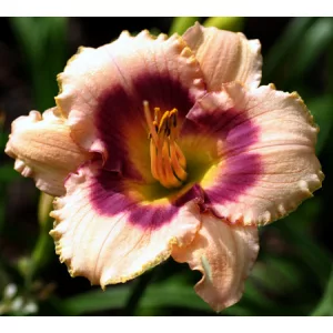 Hemerocallis Joe Marinello - Sásliliom