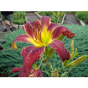Hemerocallis Jolly Red Giant - Sásliliom