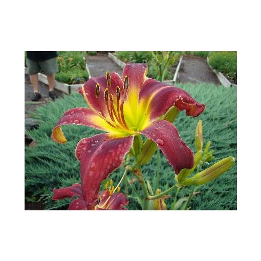 Hemerocallis Jolly Red Giant - Sásliliom