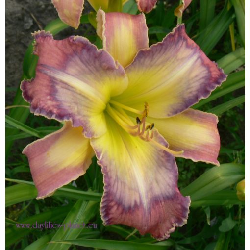 Hemerocallis Jungle Music