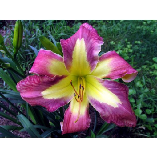 Hemerocallis Jungle Queen - Sásliliom