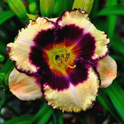 Hemerocallis Junzi - Sásliliom