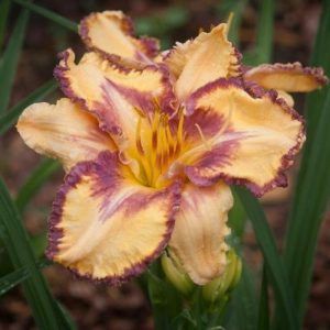 Hemerocallis Kaleidoscope Canyon