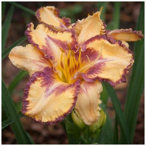 Hemerocallis Kaleidoscope Canyon