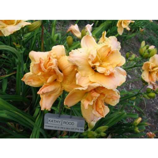 Hemerocallis Kathy Rood