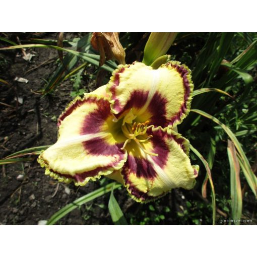 Hemerocallis Kentucky Shape Shifter