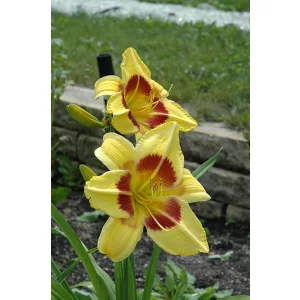 Hemerocallis King George - Sásliliom