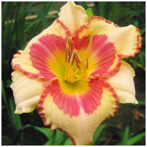 Hemerocallis Kiss Me Softly - Sásliliom