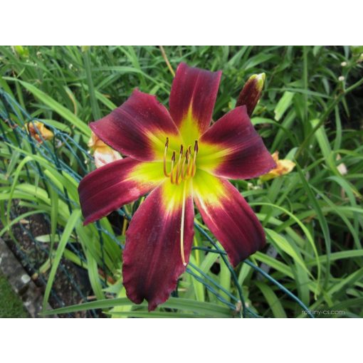 Hemerocallis Kyklop