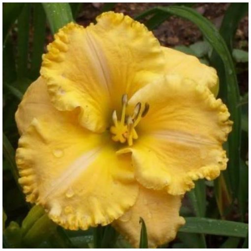 Hemerocallis Lady Arabella - Sásliliom