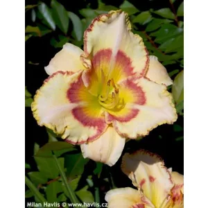 Hemerocallis Lady Betty Fretz - Sásliliom
