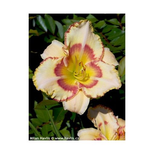 Hemerocallis Lady Betty Fretz - Sásliliom