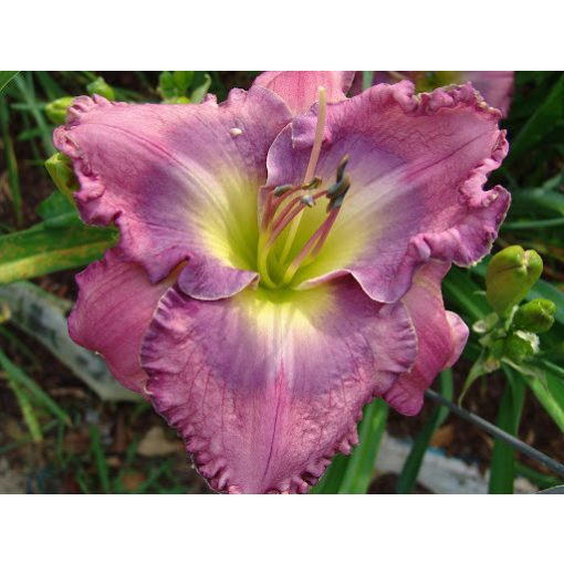 Hemerocallis Lavender Exaltation - Sásliliom