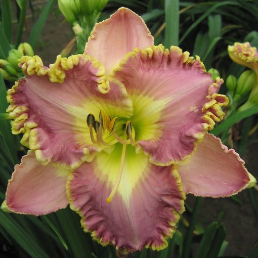 Hemerocallis Lavender Tutu - Sásliliom