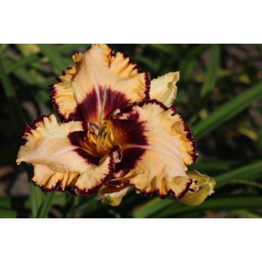 Hemerocallis Ledgewood Born Free - Sásliliom