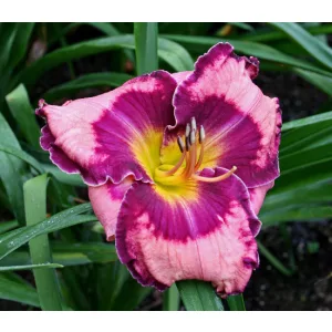 Hemerocallis Ledgewood Pansy Eye - Sásliliom