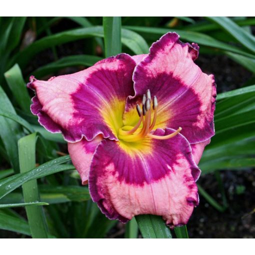 Hemerocallis Ledgewood Pansy Eye - Sásliliom