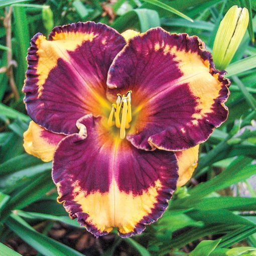 Hemerocallis Ledgewoods Tony Likes It