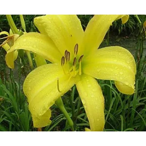 Hemerocallis Lemon Madeline - Sásliliom