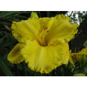 Hemerocallis Leonidas - Sásliliom