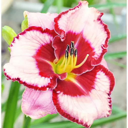 Hemerocallis Lies and Lipstick - Sásliliom