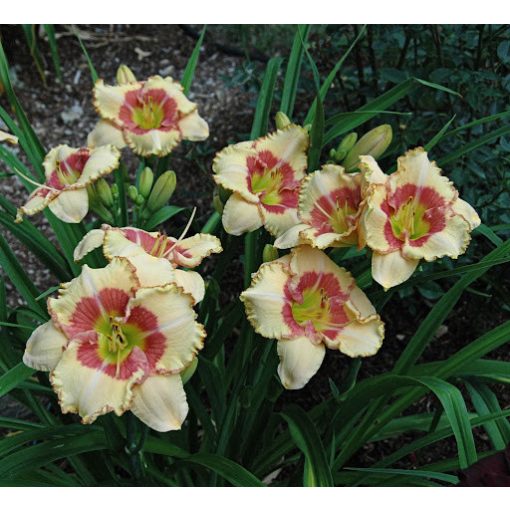 Hemerocallis Light of The World - Sásliliom