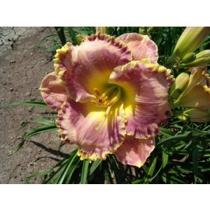 Hemerocallis Light Years Away - Sásliliom