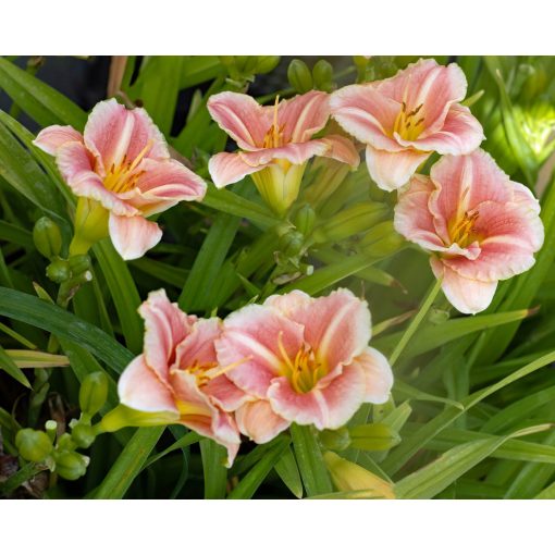 Hemerocallis Little Anna Rosa - Sásliliom