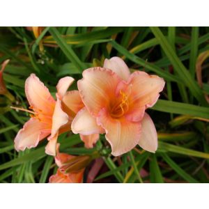 Hemerocallis Little Delight - Sásliliom