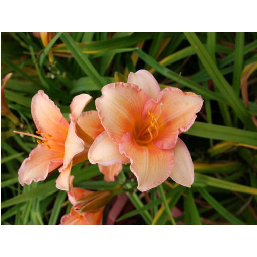 Hemerocallis Little Delight - Sásliliom