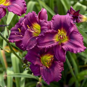 Hemerocallis 'Little Grapette' - Sásliliom